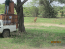 TRANSLOCATION DU LION (PANTHERA LEO) DE LA RESERVE DE KALFOU POUR LE PARC NATIONAL DE WAZA TRANSLOCATION DU LION (PANTHERA LEO) DE LA RESERVE DE KALFOU POUR LE PARC NATIONAL DE WAZA