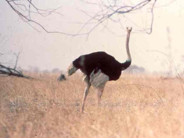 Struthio camelus