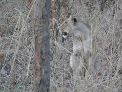 lion lion