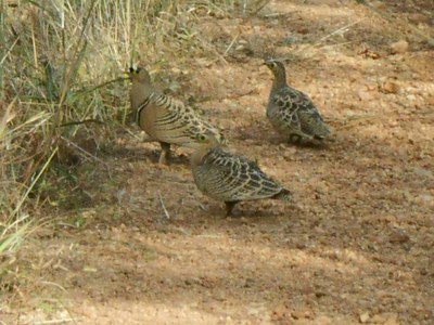Ganga (Pterocles quadricinctus) Ganga (Pterocles quadricinctus)