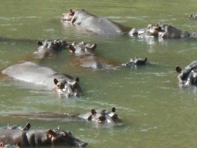 Groupe d'hippo Groupe d'hippo